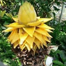 Banana Gardens for planting in home garden.