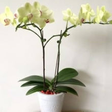 Hydroponic Phalaenopsis Orchid Plant Seeds for a colorful addition to any planting