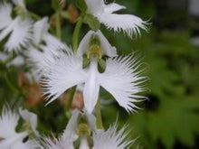 Swan Flower Aristolochia Grandiflora flower Seeds for seasonal color across the home garden and trellised spaces