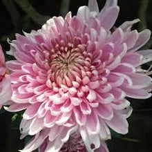 Chrysanthemum Chrysanthemum Morifolium Bonsai Flower Seeds for Planting – Easy Herb Variety for Home Gardens and Bonsai Pots