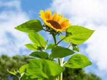 Oxeye Sunflower Seeds (Heliopsis helianthoides) for seasonal color across the Flower Bed