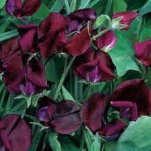 Beaujolais Sweet Pea Seeds (Lathyrus odoratus) for growers stocking the trellises and balcony gardens