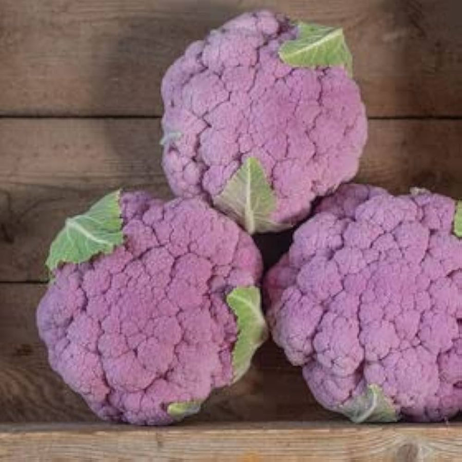 Purple cauliflower organic seed for garden planting