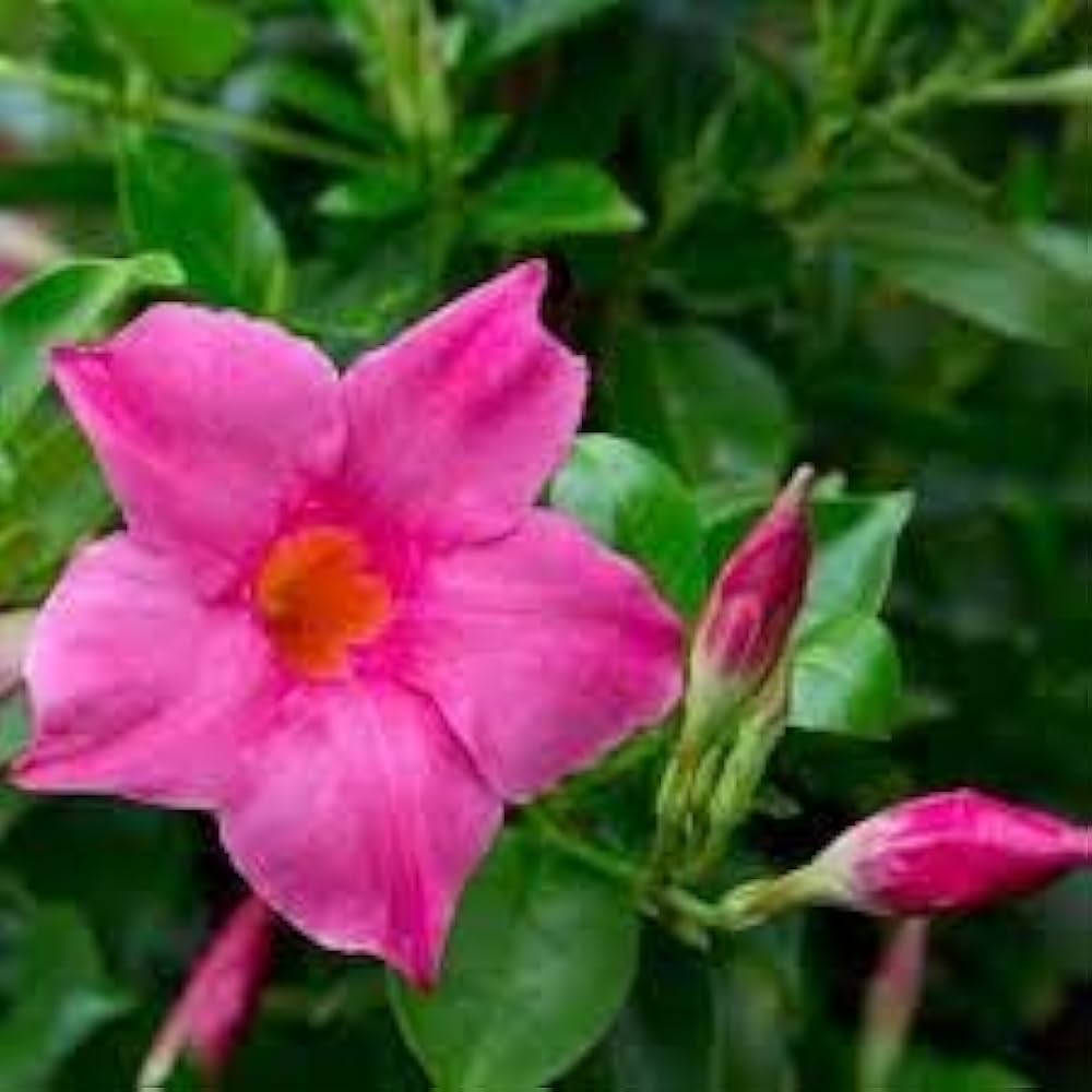 Pink mandevilla sanderi flower seeds