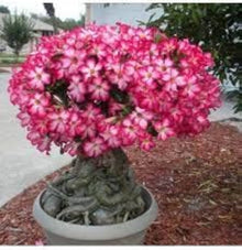 Desert Rose Adenium Obesum Velvet Petal Seeds for a colorful addition to any planting