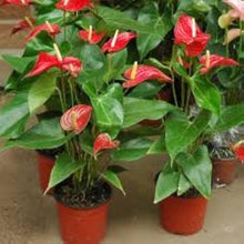 Anthurium Anthurium Andraeanum Japan Mix Seeds valued for indoor Decorative Gardening