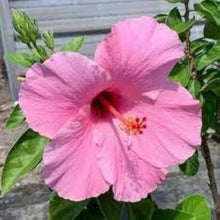 Hibiscus flower pink gray giant Seeds for colorful blooms in the hardy tropical landscapes