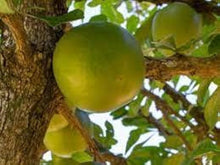Calabash Tree Seeds for a lasting addition to the Unique Garden Features