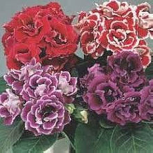 Gloxinia Seeds (Sinningia speciosa) for growers filling out the indoor pots and home garden