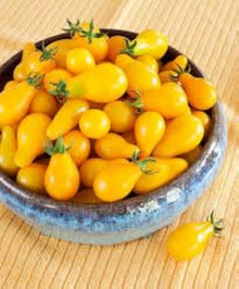 Yellow Pear Tomato Seeds (Solanum lycopersicum) for growers stocking the Urban Raised Beds