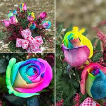 Rainbow Rose Seeds (Rosa hybrida) for growers filling out the vertical garden and outdoor pots