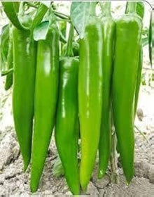 Peter Pepper Seeds for growers stocking a kitchen garden
