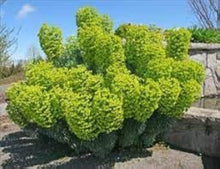 Mediterranean Spurge Seeds (Euphorbia characias) for colorful blooms in the drought-tolerant garden and dry landscaping planting