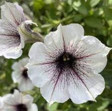 Rare Color Petunia Seeds for seasonal color across the Unique Garden Designs