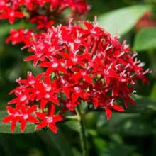 Pentas Lanceolata Seeds for a colorful addition to any planting