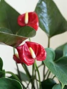 Anthurium Andraeanum Seeds for a colorful addition to any planting