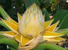 Banana Musa Lasiocarpa Golden Lotus Musella Banana Tree Seeds for a lasting addition to the Outdoor Gardens