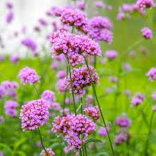 Purpletop Vervain Seeds (Verbena bonariensis) valued for ornamental backyard planting