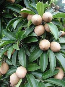 Sapota Seeds (Manilkara zapota) for sweet homegrown fruit in the Vegetable Patch