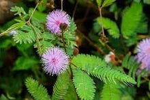 Mimosa Seeds for growers seeking a long-blooming display