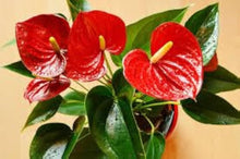 Anthurium Andraeanum Seeds for a colorful addition to any planting