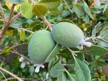 Dwarf Pineapple Strawberry Guava Seeds (Psidium littorale) for growers planting the Urban Garden