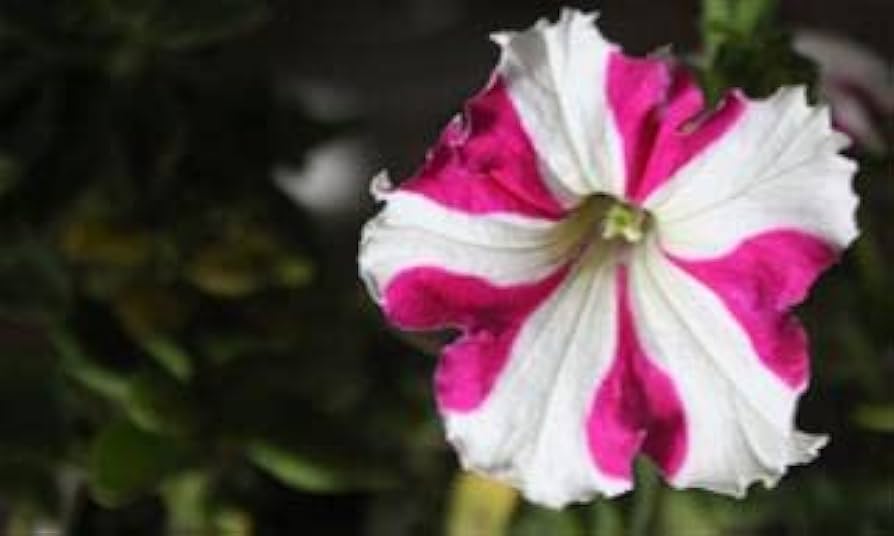 Petunia Flower ��������� Petunia spp. ��������� for planting in pink white garden