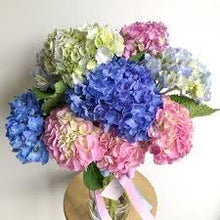 Hydrangea Flower Seeds â€“ Stunning Clusters in Shades of Pink, Blue & White