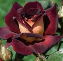 Black Edge Rose Rosa Spp. Seeds for reliable seasonal color