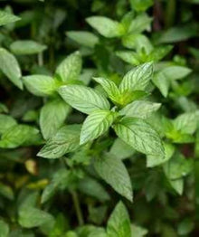 Wild Mint Seeds (Arvensis herb) for a flavorful crop in the Mentha garden shaded corner