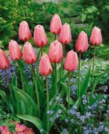 Double Tulip Seeds for colorful blooms in the Bold, Stunning Garden Blooms