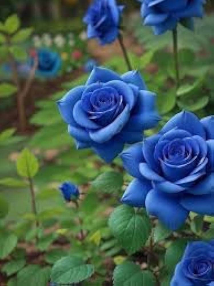 Blue Rose seeds for gothic garden and flowering plants