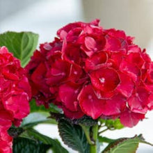 Hydrangea Seeds (Hydrangea macrophylla) known for backyard gardening