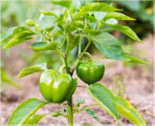 Mini Sweet Pepper Seeds for a fresh homegrown crop from the Capsicum home garden raised bed