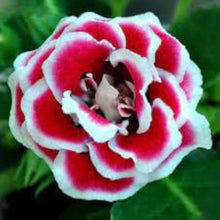 Mixed Gloxinia Seeds (Gloxinia spp.) for colorful blooms in the Flower Bed