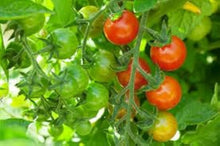 Dad's Sunset Tomato Seeds (Solanum lycopersicum) for productive rows in the heirloom tomatoes with rich, sweet flavor in vegetable gardens
