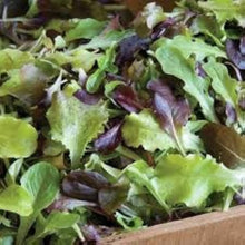 Lettuce Seeds (Lactuca sativa) for productive rows in the Mesclun Starburst Mix in Kitchen Garden