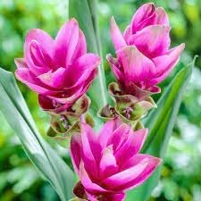 Siam Tulip Curcuma Seeds â€“ Tropical Blooms with Turmeric-Like Foliage
