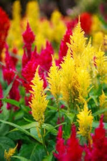 Celosia Fresh Look Orange Seeds for a homegrown harvest from the flower bed garden
