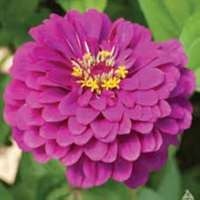 Zinnia Seeds for reliable seasonal color