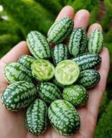 Mini Pepquino Watermelon Citrullus lanatus for planting in vegetable patch