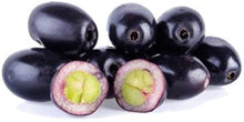 Organic Plum Seeds (Prunus domestica) for a homegrown harvest from the Vegetable Patch