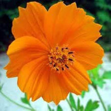 Cosmos Lucky Ring Seeds grown for a Ring of Colorful Blooms