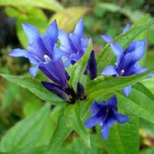 Gentiana Andrewsii Seeds (Gentiana andrewsii) for a bright addition to the wildflower gardens and flower beds