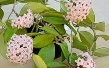 Plant Seeds (Hoya carnosa) for colorful blooms in the indoor pots or hanging planters