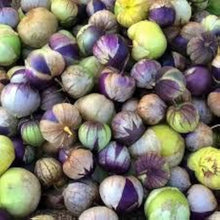 Milpero Lila Tomatillo Seeds for growers filling out the vegetable patch