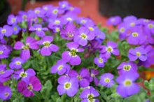 Mustard Brassica Juncea Blue Seeds for a fresh homegrown crop from the Decorative Garden Use