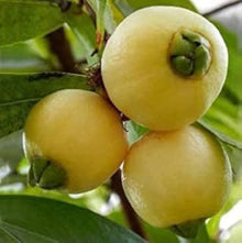 Rosenapfel Fruit Tree Seeds