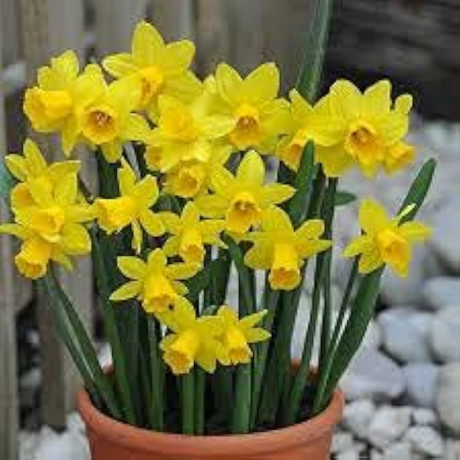 Daffodil Bulbs ��������� Narcissus spp. ��������� for planting in dwarf bulb garden