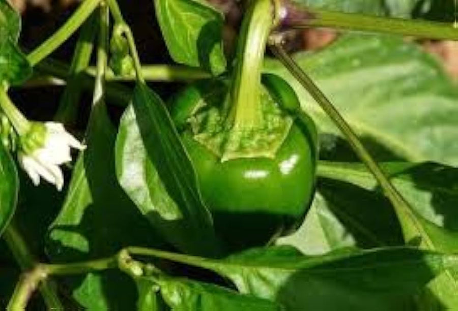 Sweet Bell Pepper Mix – Capsicum annuum – urban garden planting
